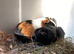 Guinea pigs for sale