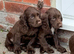 Cocker spaniel puppies