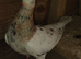 Roller pigeon