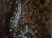 CB23 Mojave 100% het Pied poss het VPI Axanthic