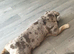 English bulldog girl,