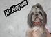LAST BOY KC BLUE DOBBIE/FAWN IMPERIAL PUPPY