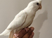 Various baby & adult cockatiels