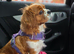 Beautiful Cavalier King Charles Spaniel