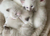 TICA REGISTERED PUREBRED RAGDOLLS KITTENS AVAILABLE