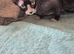 Lovley cat