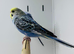 Budgies