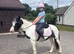 Ruby 12.3h mare