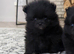 TEA CUP POMS CHAMPION KC PEDIGREE