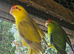 Kakarikis for sale