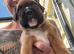 Champion breed boxer puppies
