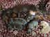 30+ champion spaniel puppies