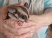 Pair of sugar gliders (ad 2)