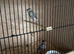 2 Java Finches