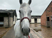 gorgeous boy looking for a part loaner near otley