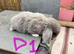 6 Pure Mini Lops Lilac & blue