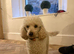 Male toy poodle white 3 years old