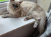 Female Blue Mink Ragdoll