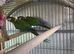 Pair of yellow collared macaws