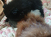 Pomeranian puppies ready now 26th Aug