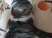 20 week old kitten for sale