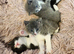 Russian blue mix