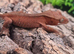 Cappuccino Crested Gecko's
