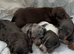 Miniature Dachshunds puppies
