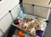 Hamster cage and accessories