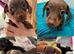 Miniature Dashund Puppy