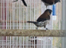 Black-faced Munia