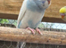 Dunfallow split hen for sale