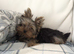 Purebred Teacup Yorkshire Terrier Boy