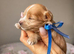 Asian Type Maltipoo boys