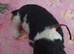 Beautiful wire fox terrier puppies 3 girls left