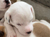 Beautiful 6 pups looking for home