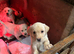 Gorgeous KC reg Labrador puppies