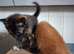 Beautiful Mainecoon cross kittens