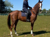 Beautiful chestnut gelding