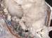 Beautiful Silver Shaded kittens, TICA Reg