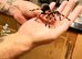 Female red knee tarantula