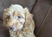 Puppy Cockapoo