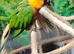 Female Janday parakeet