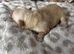 Gorgeous maltipoo rare colour