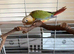 Green Cheek Conures