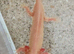 Axolotls for sale