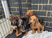 Dachshund puppies