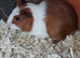 Male guniea pigs