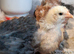 Pekin bantams