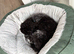 Gorgeous toy cockapoo female puppy aged 8 months